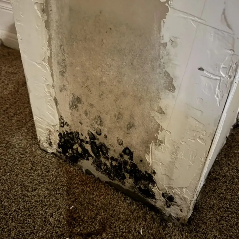 Professional Mold Removal in Oxnard, CA